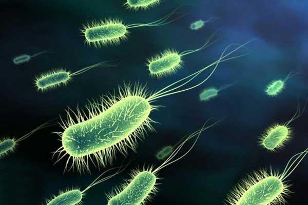 Бактерии листериоза Listeria monocytogenes Бактерии листериоза Listeria monocytogenes