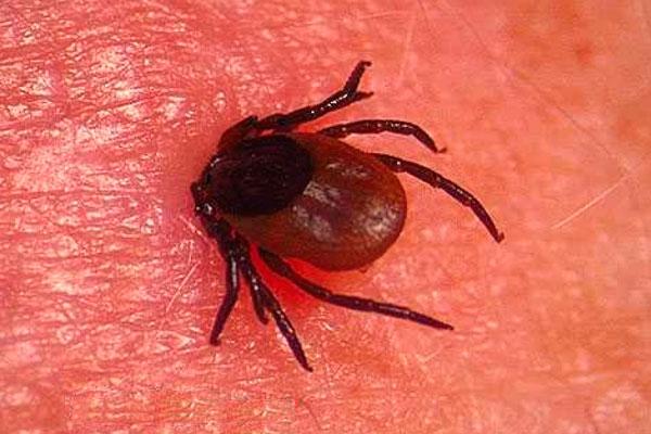 Клещи являются переносчиками болезни Лайма Клещи являются переносчиками болезни Лайма