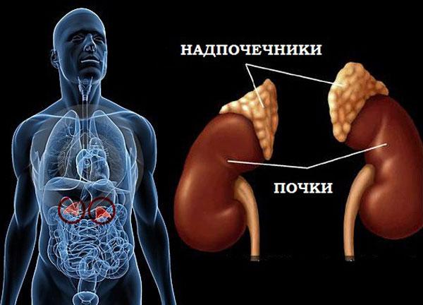 Адреналэктомия: операция по удалению надпочечников Адреналэктомия: операция по удалению надпочечников