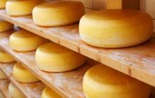 Употребление сыра снижает риск гипертонии Употребление сыра снижает риск гипертонии