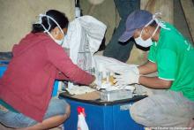 Чума на Мадагаскаре. Фото: Institut Pasteur Madagascar Чума на Мадагаскаре