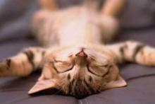 Довольный котик Довольный котик