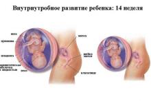 14 неделя беременности 14 неделя беременности: что происходит, полезные советы