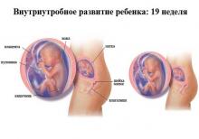 19 неделя беременности 19 неделя беременности: что происходит, полезные советы