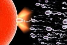 Польза спермы - сперматозоиды атакуют яйцеклетку