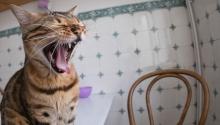 Кошка проявляет агрессию Кошка проявляет агрессию