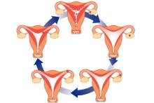 менструальный цикл и калькулятор овуляции