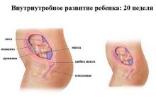 20 неделя беременности: что происходит, полезные советы