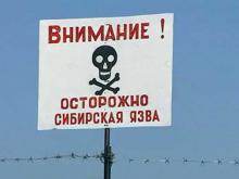 Сибирская язва Сибирская язва