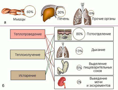 Что такое гипертермия