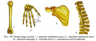 Развитие костной системы человека