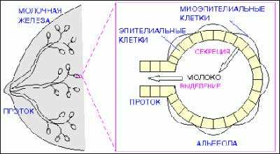 Грудное вскармливание