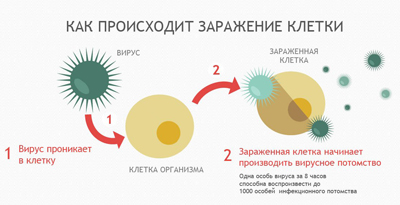 Грипп: распространение, классификация